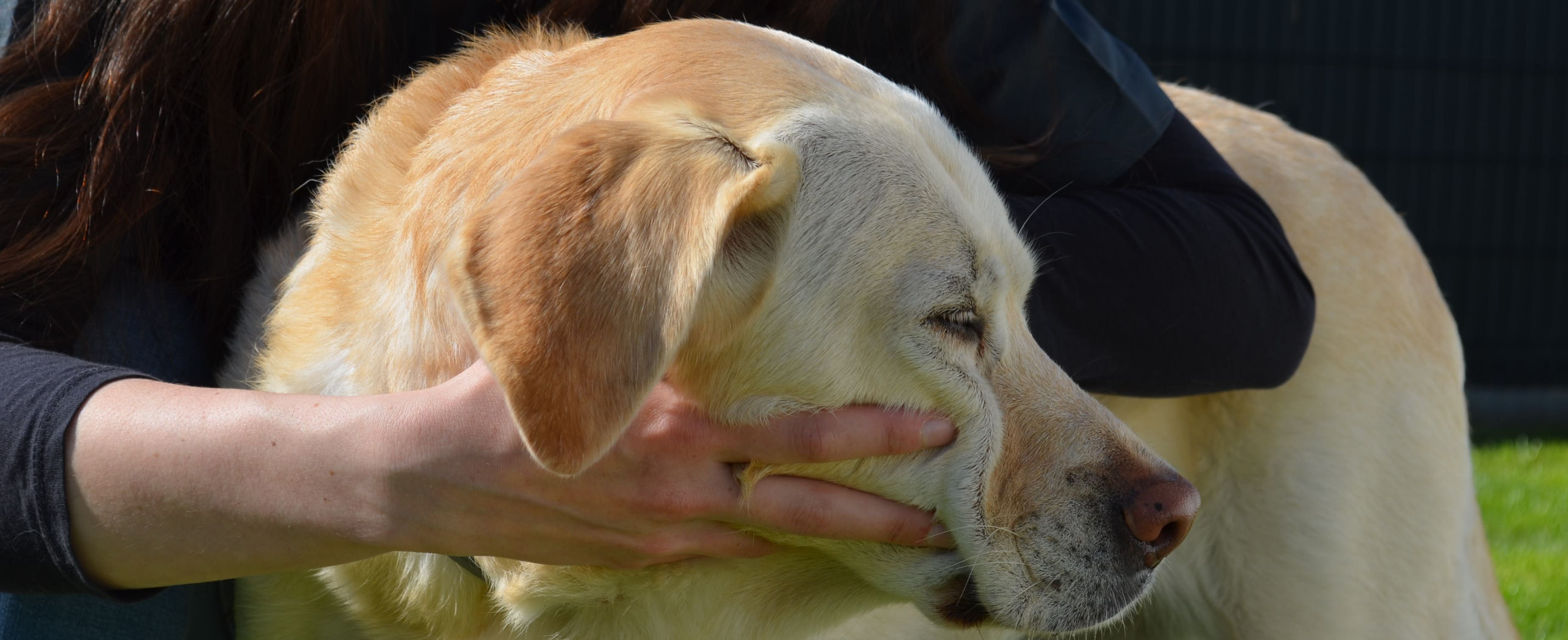 Manipulation cervicale d’un labrador